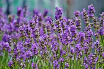 Estratto Glicolico Lavanda